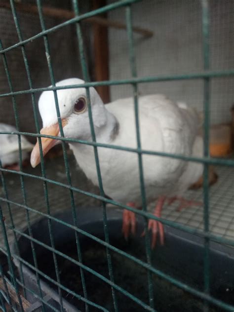 suara puter pelung/derkuku/perkutut pasuruan dan sekitarnya