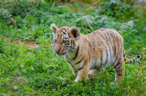 T20 Tiger Cub Online Clearance Save 55 Jlcatjgobmx