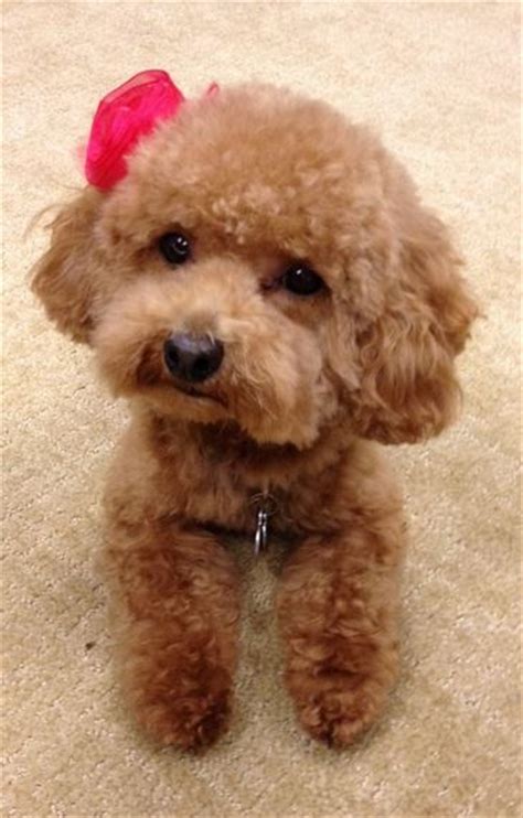 Pretty Poodle Puppy Picture With Cute Little Bow