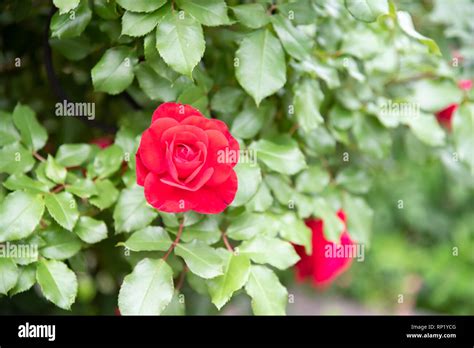 Red Rose Flower Blooming In Roses Garden On Background Red Roses