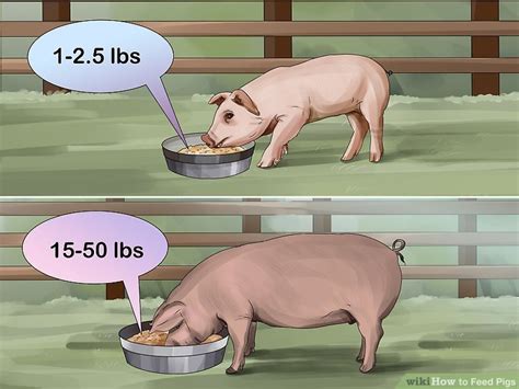 How To Feed Pigs 12 Steps With Pictures Wikihow