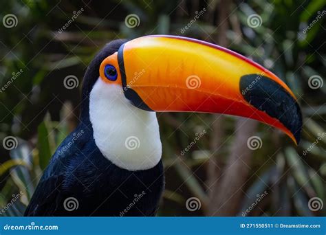 Ramphastos Toco Stock Image Image Of Climate Great 271550511