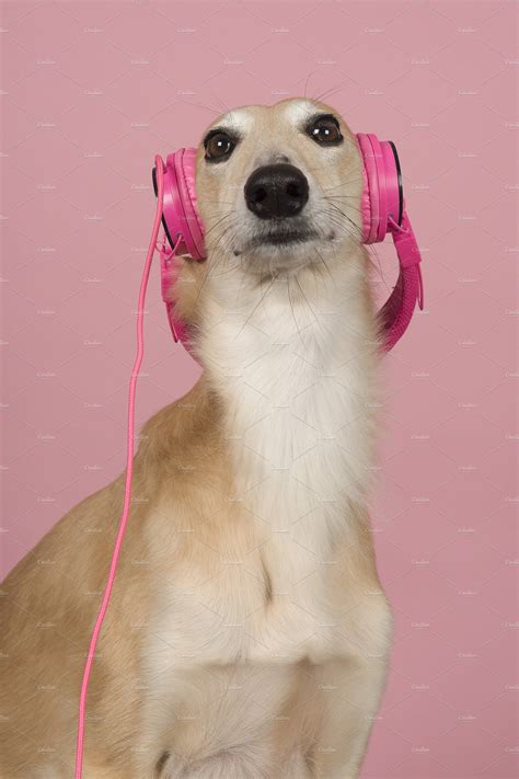 Dog Wearing Headphones On Pink By Miraswonderland On Creativemarket