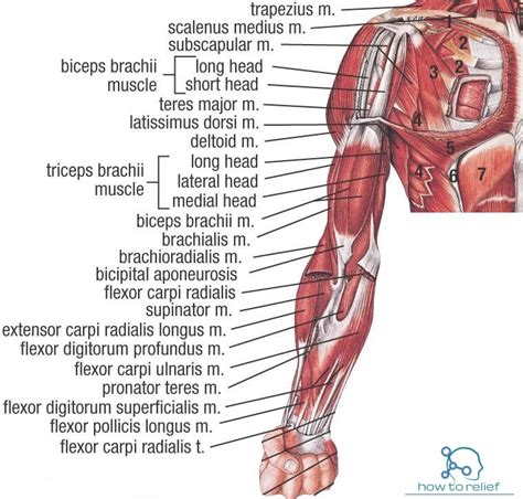 May 2013 these pictures of this page are about:anterior arm muscle. Upper Extremity Muscle : Origin, Insertion, Action & Nerve ...