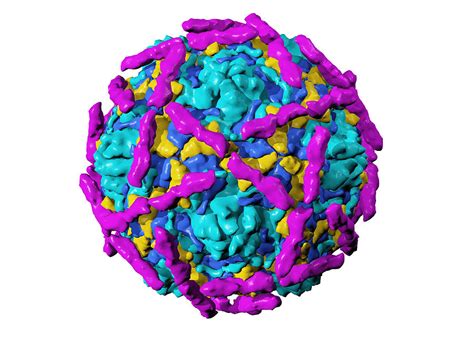 Echovirus Type 12 Particle Photograph By Laguna Design Fine Art America