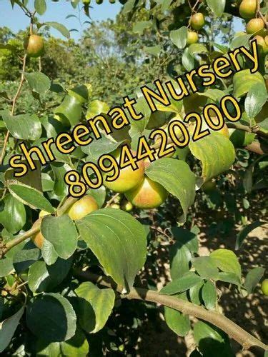 Red Kasmiri Apple Ber Plants Rs 20piece Shrinath Nursery Suppilers Id 20485305512
