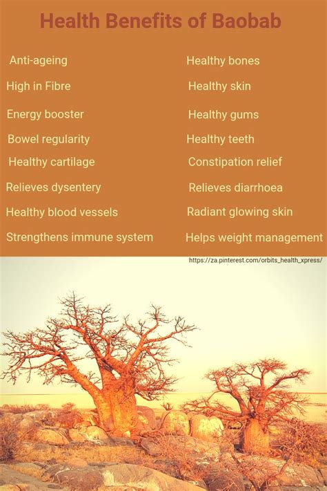 The baobab powder can not make a healthy and balanced diet but can be of help because a tablespoon of baobab fruit powder, so about 10 grams, contains so many dietary fiber as. Incredible Health Benefits of Baobab | Health benefits ...