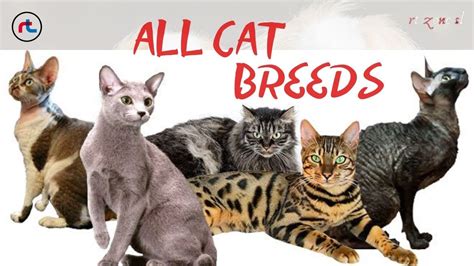 Are you crazy for a maine coon? CAT BREEDS ( A - Z ) All TYPES OF CATS IN THE WORLD - YouTube