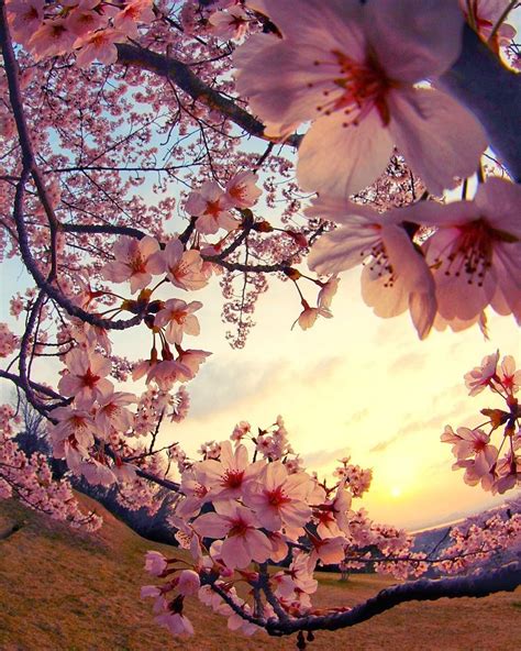 Sunset Cherry Blossom Wallpapers Top Free Sunset Cherry Blossom