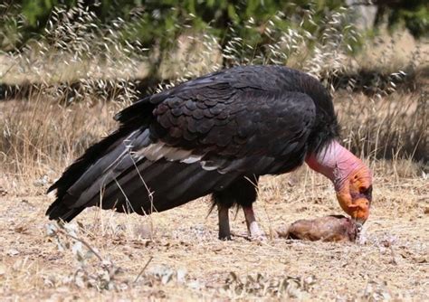 Cele Mai Neobișnuite Animale Care Trăiesc Pe Pământ Condorul
