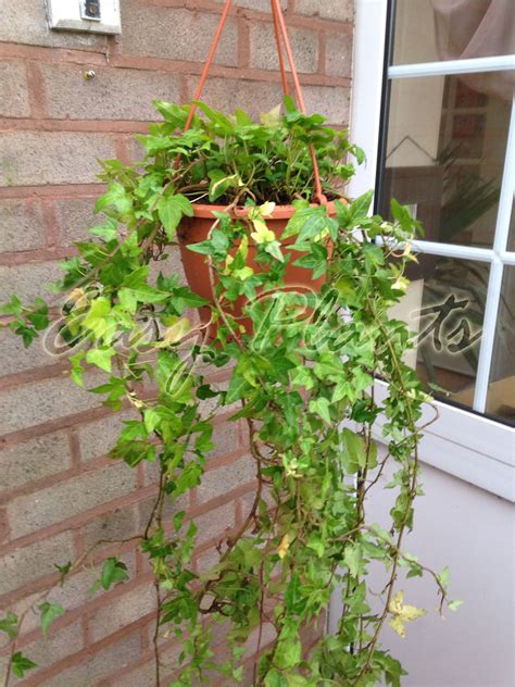 When it comes to shade or sun, there are not so many shade lovers to choose. English Ivy Hedera Evergreen Hardy Wall Climbing Hanging ...