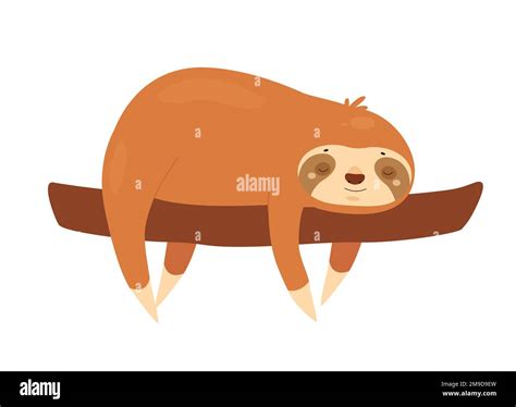 Sleeping Sloth On Tree Branch Jungle Lazy Bear Slow Moving Animal