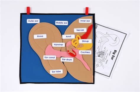GP00050727 - Big Ear - Interactive Display | GLS Educational Supplies