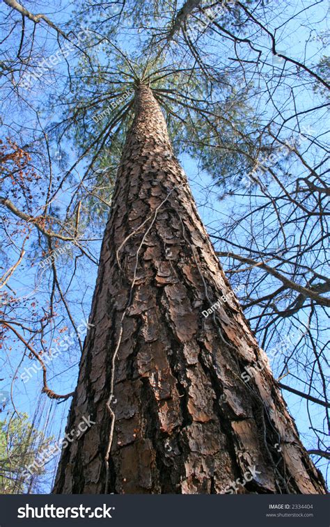 Giant Old Pine Tree Shot From Ground Level Stock Photo 2334404