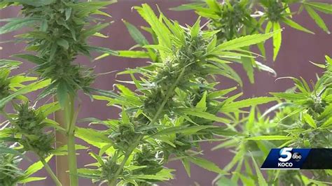 This makes alabama the 37th state to legalize medical marijuana. Oklahoma medical marijuana sales continue to smash records