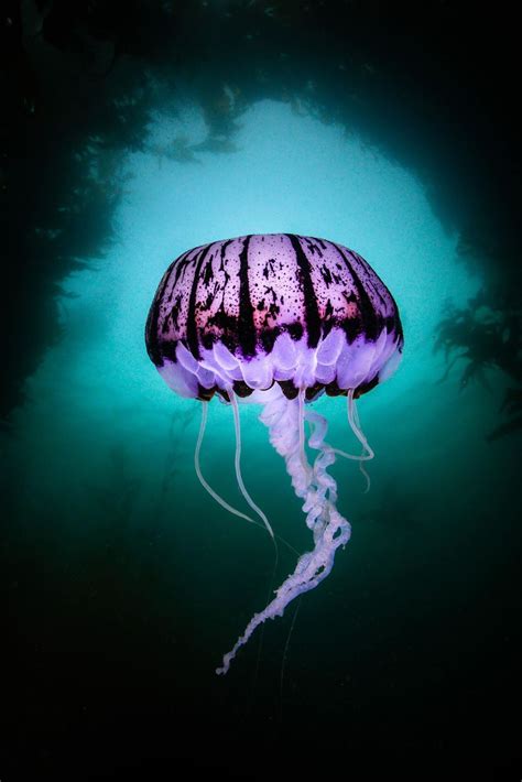 Purple Striped Jellyfish Life Cycle