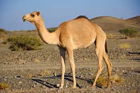 Mark 1:6 and john was clothed with camel's hair, and with a girdle of a skin about his loins; Interesting Earth : HOW DOES THE CAMEL WALK IN THE DESERT ...
