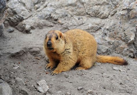 Himalayan Marmot Prarie Dog Marmot Cold Deserts