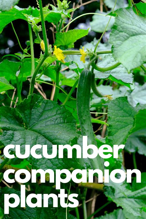 Cucumber Companion Plants Nourish And Nestle