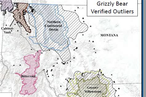 Grizzly Bear Tracking Montana Fwp