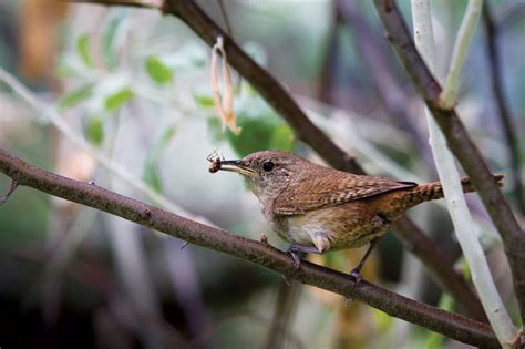 When they are nesting and rearing their young, many birds focus on eating insects, so feeding is less necessary at those times. Natural wonders | In the Garden | The Moment Magazine