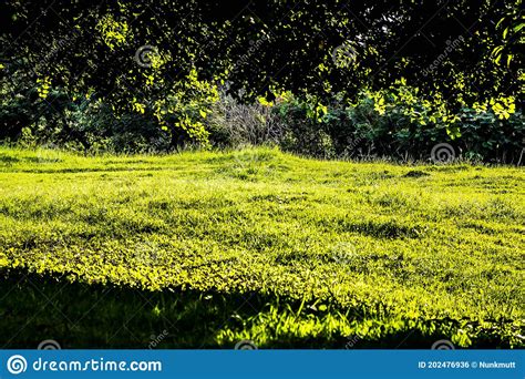 Sunlight Shine Through Green Spring Park With Fresh Grass And Trees