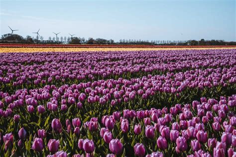Visit Lovely Tulip Fields In The Netherlands In Mixing Cultures