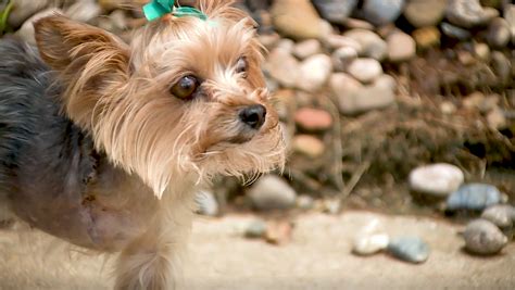 4 Pound Yorkie Loses Leg After Mysterious Shooting
