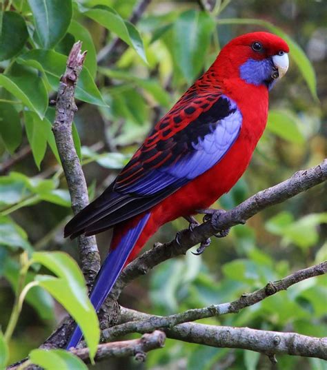 Crimson Rosella Australian Native Animals Australian Parrots