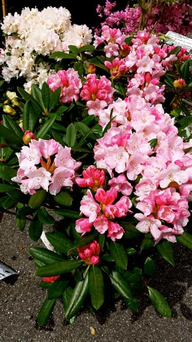 Rhododendron is a genus of more than 1,000 species. Rhododendrons - Carol's Collectibles