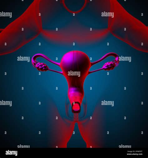 Anatomía Del Sistema Reproductor Femenino Para El Concepto Médico