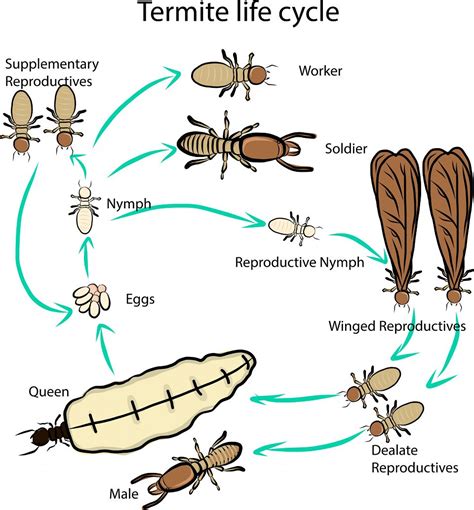 Termite Life Cycle Time Cher Mcswain