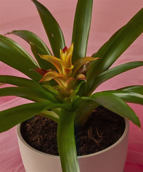 Buy Potted Bromeliad Yellow Indoor Plant Bloomscape