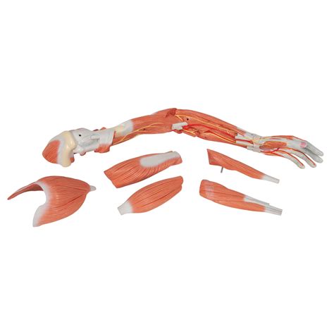 Anatomical Teaching Models Plastic Human Muscle Models Deluxe Arm
