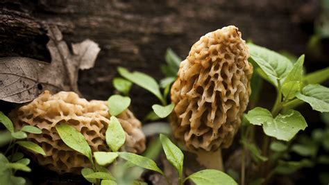 Morel mushroom season has arrived. Here's what you need to know.