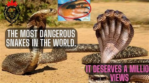 The Most Dangerous Snakes In The World It Deserves A Million Views