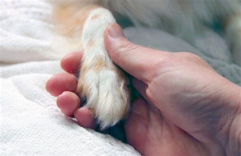 Caring For Your Dogs Paws