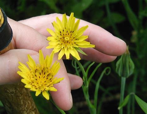 Goat's beard is a native rhizomatous perennial in the rose family that is found in damp, fertile woods, and mountainous areas of eastern usa. Goatsbeard: Giant Yellow Flowers by the Road - wildeherb.com