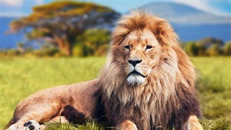 Download A Regal Male Lion On A Grassy Hill