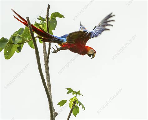 Scarlet Macaw In Tropical Rainforest Canopy Stock Image C0407960