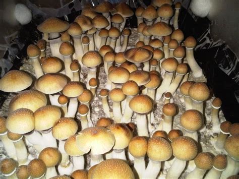 B Mushroom Prints