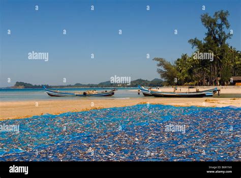 Ngapali Beach Near Thandwe Myanmar Burma Drying Fish Jade Taw Village