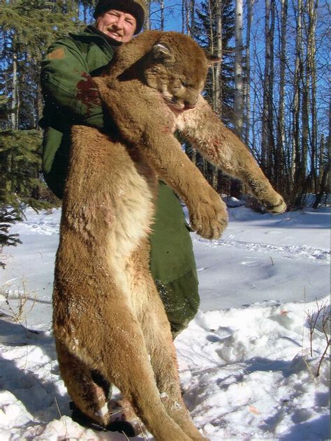 Cougar Hunting Alberta Canada Guaranteed Tags Trophy Hunts