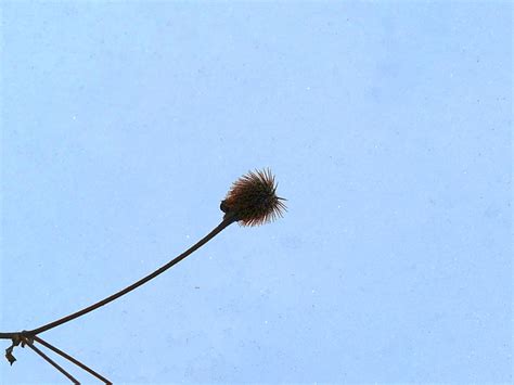 NeighborWoods Winter Seeds | HS Blog