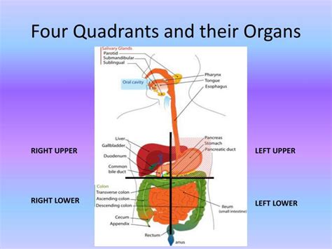 What Organs Are In Each Of The Quadrants Mastery Wiki