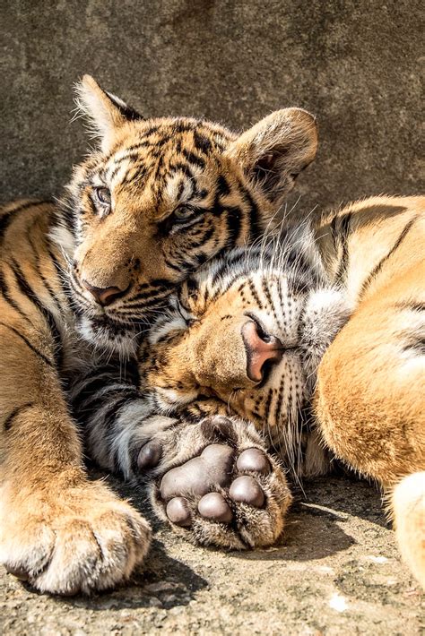 Young Tigers Cuddling Magnetisch Flickr