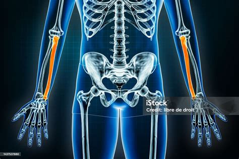 Radiografía Del Cúbito Vista Frontal O Anterior Osteología Del