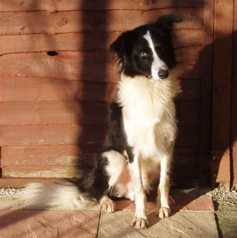 De er vant til alt fra heste, familier, andre hunde og katte. Rex - 1 year old male Border Collie dog for adoption