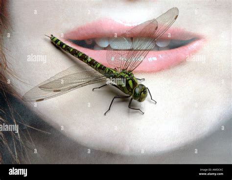 Dragonfly Close Up Teeth Pic Melon