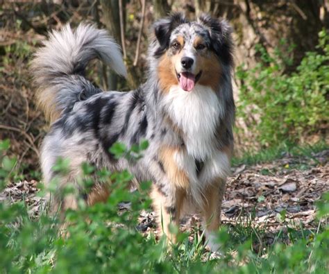 Australian Shepherd Deckrüde Blue Merle In Mömbris Tiere Kleinanzeigen